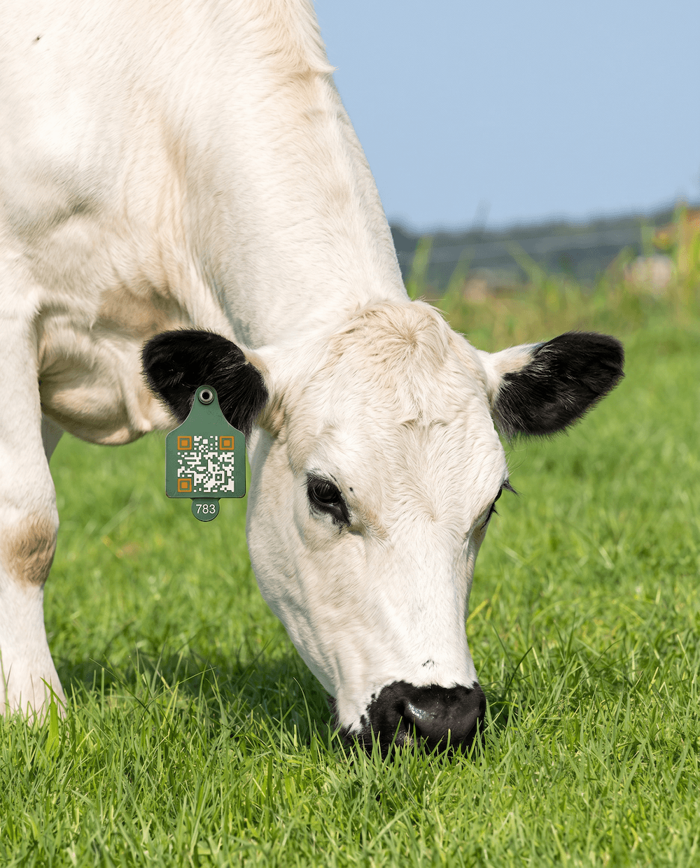 An AgTag ear tag fitted to a livestock animal.